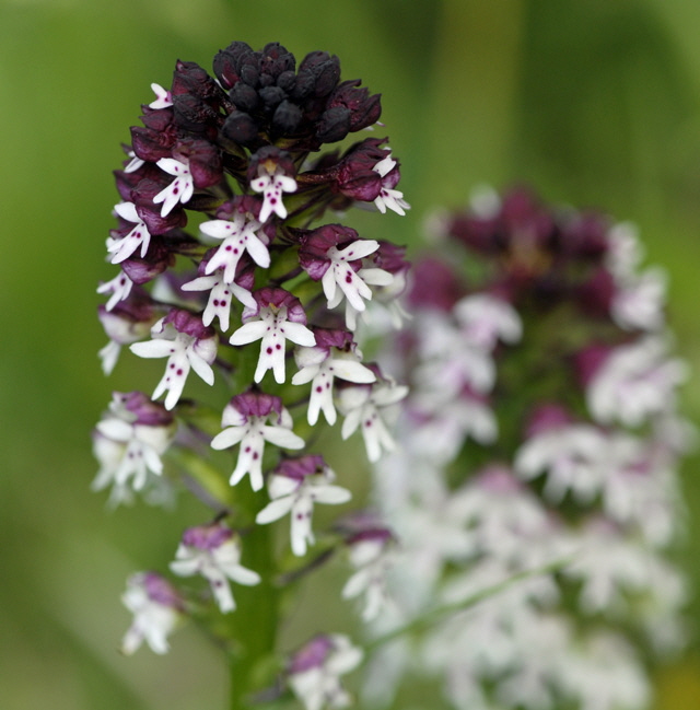 Brand-Knabenkraut (Orchis ustulata)2012-05-12 Oberlaudenbach, Orchideen + Insekten 146