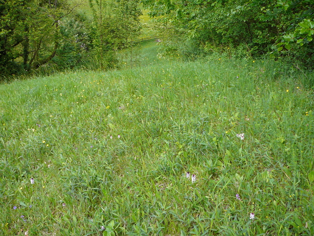 Brand-Knabenkraut (Orchis ustulata)2012-05-12 Oberlaudenbach Orchideen +Insekten 092