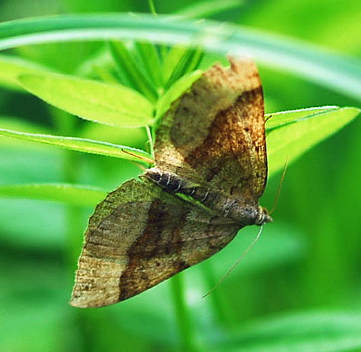 Braunbinden-Wellenstriemenspanner  - Scotopteryx chenopodiata Urlaub 2009 Tann in der Rhn NIKON 210