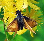 Braundickkopffalter - Thymelicus spec. kl.