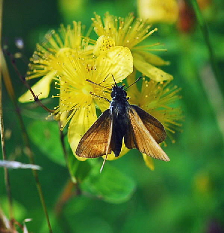 Braundickkopffalter - Thymelicus spec. Urlaub 2009 Tann in der Rhn NIKON 149