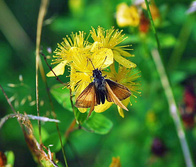 Braundickkopffalter - Thymelicus spec. Urlaub 2009 Tann in der Rhn NIKON 147