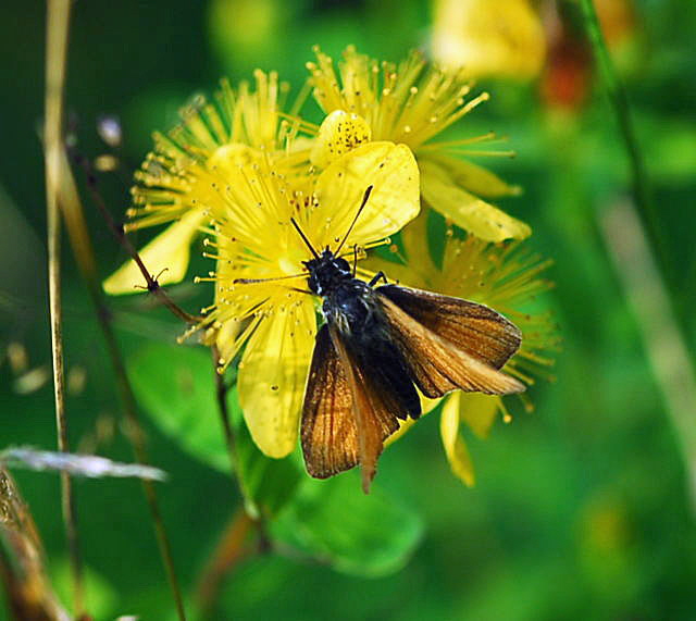 Braundickkopffalter - Thymelicus spec. Urlaub 2009 Tann in der Rhn NIKON 148