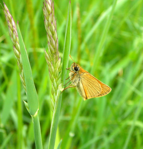 Braunkolbigen Dickkopffalter (Thymelicus sylvestris)  Juni 2010 Viernheimer Wald bei Httenfeld Schmetterlinge 064