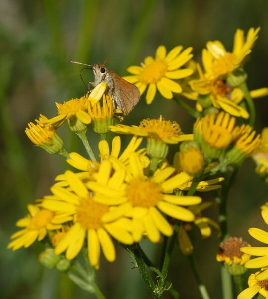 Braunkolbiger Braun-Dickkopffalter Juni 2008 Schmetterlinge Viernheimer Wald 144
