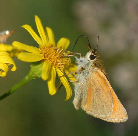 Braunkolbiger Braun-Dickkopffalter Thymelicus sylvestris Juni 2008 Schmetterlinge Viernheimer Wald 146