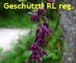 Braunrote Stendelwurz (Epipactis atrorubens) kl.