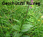 Braunrote Stendelwurz B kl.