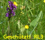 Breitblttrige Knabenkraut (Dactylorhiza majalis) 2 kl.