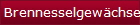 Brennesselgewchse