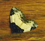 Brombeer-Blattspanner kl.1