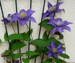Clematis Hybride Multi Blue kl.