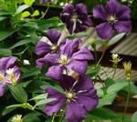 Clematis jackmanii kl.