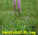 Dichtbltige Mcken-Hndelwurz Gymnadenia conopsea ssp. densiflora kl.1