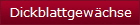 Dickblattgewchse