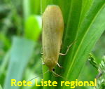 Dottergelbes Flechtenbrchen Eilema sororcula kl.