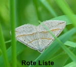 Dreibindiger Wellenstriemenspanner (Scotopteryx luridata)  kl.