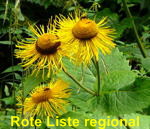 Echter Alant - Inula helenium kl.