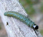 Eichenwickler Tortrix viridiana kl.