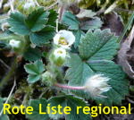 Erdbeer-Fingerkraut (Potentilla sterilis kl.