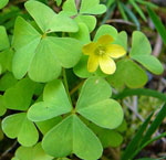 Europischer Sauerklee Oxalis europaea 1 kl.