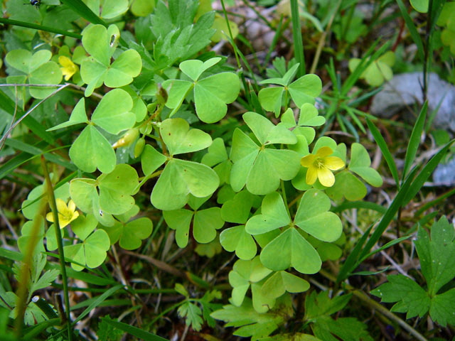 Europischer Sauerklee Oxalis europaea Juli 2012 Odenwald-Wilhelmsfeld-Schnbrunn 075