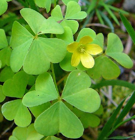 Europischer Sauerklee Oxalis europaea Juli 2012 Odenwald-Wilhelmsfeld-Schnbrunn 075a