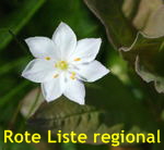 Europischer Siebenstern (Trientalis europaea kl.