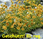 Fetthennen-Steinbrech g kl.