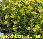Fetthennen-Steinbrech gelb kl.