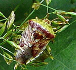 Fleckige Brutwanze (Elasmucha grisea) kl..
