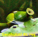 Gelbe Teichrose (Nuphar lutea) Frucht kl.