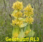 Gelber Enzian 1 kl.