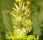 Gelber Enzian 2 kl.