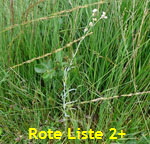 Gelblichweies Schein-Ruhrkraut (Pseudognaphalium luteoalbum)  kl.