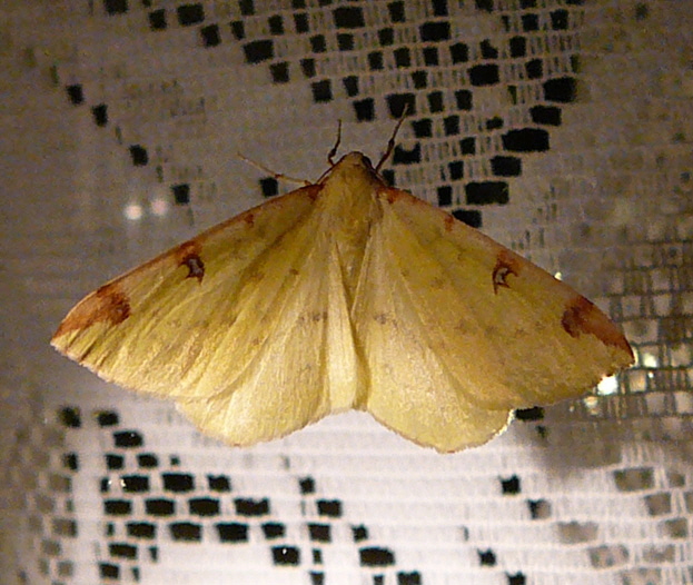 Gelbspanner (Opisthograptis luteolata) August 2012 Falter Huett 029