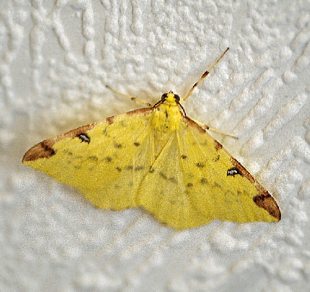 Gelbspanner (Opisthograptis luteolata) August 2012 Huett Garten Insekten NIKON 034