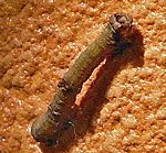 Gelbspanner (Opisthograptis luteolata) Raupe kl.