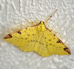 Gelbspanner (Opisthograptis luteolata) kl.