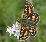 Gelbwrfeliger Dickkopffalter (Carterocephalus palaemon) 3 kl.