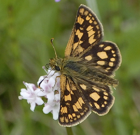 Gelbwrfeliger Dickkopffalter (Carterocephalus palaemon) Mai  2012 Ammergebirge, Grasnang NIKON 110