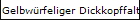 Gelbwrfeliger Dickkopffalter X