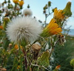 Gemeine Acker-Gnsedistel (Sonchus arvensis ssp arvensis) 2 kl.
