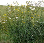 Gemeine Acker-Gnsedistel (Sonchus arvensis ssp arvensis) kl.