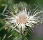 Gemeine Kratzdistel Cirsium vulgare Samen kl.