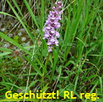 Gemeine Mcken-Hndelwurz G kl.