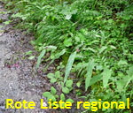 Gemeiner Hasenlattich (Prenanthes purpurea) kl.