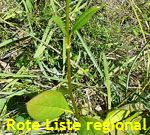 Gemeiner Teufelsabbiss (Succisa pratensis) Bl. kl.
