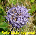 Gemeiner Teufelsabbiss (Succisa pratensis) kl.
