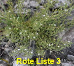 Geschnbeltes Leinblatt (Thesium rostratum) 1 kl.